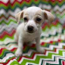 Thumbnail photo of Gretsch 25-11-153 #1