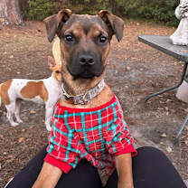 Thumbnail photo of Caspilly Ross #1