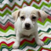 Thumbnail photo of Gretsch 25-11-153 #3