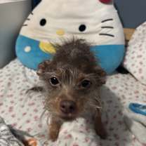 Thumbnail photo of bobby #2