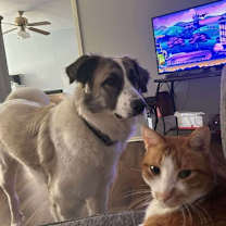 Thumbnail photo of MATTIE #2