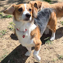 Thumbnail photo of BOSLEY #2