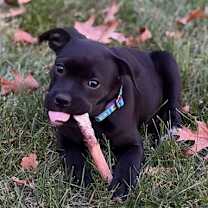 Thumbnail photo of Beau #4