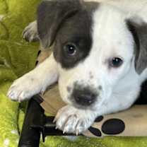 Thumbnail photo of Holly's Mistletoe Lonestar #4