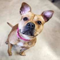 Thumbnail photo of Ritz Bitz #1