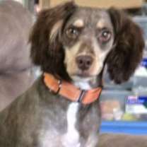 Thumbnail photo of Grizzly #1