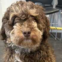 Thumbnail photo of Grizzly #2