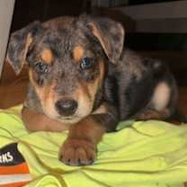 Thumbnail photo of Dempsey #2