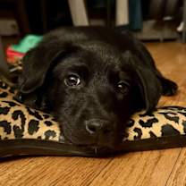 Thumbnail photo of Daley #2