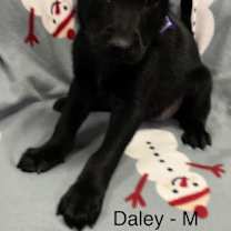 Thumbnail photo of Daley #3