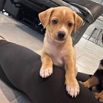 Thumbnail photo of Baby Saja #2