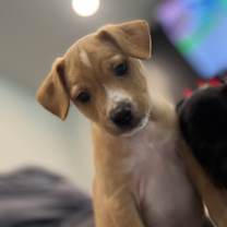 Thumbnail photo of Baby Saja #3