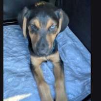 Thumbnail photo of Allen #2