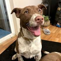 Thumbnail photo of Ollie #1