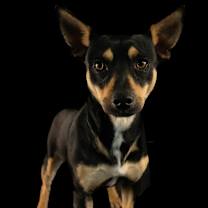 Thumbnail photo of Cookie #1