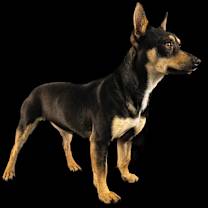 Thumbnail photo of Cookie #2