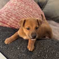 Thumbnail photo of Otis #2