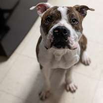 Thumbnail photo of Dillinger #1