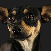 Thumbnail photo of Cookie #3