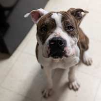 Thumbnail photo of Dillinger #2