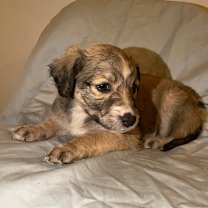 Thumbnail photo of Millie #1