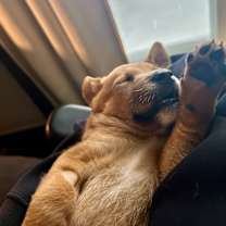 Thumbnail photo of Otis #4