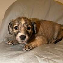 Thumbnail photo of Millie #2