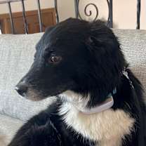 Thumbnail photo of Brit #1