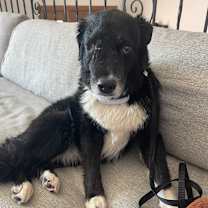 Thumbnail photo of Brit #4