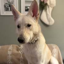 Thumbnail photo of Ghost #3