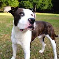 Thumbnail photo of Rocco #4