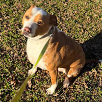 Thumbnail photo of Rusty #4