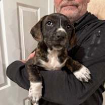 Thumbnail photo of Logan's Pup Bruce #1