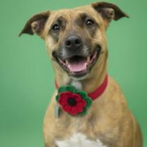 Thumbnail photo of Indigo #2