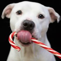 Thumbnail photo of Chico #3