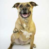 Thumbnail photo of Indigo #3