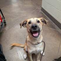 Thumbnail photo of Willow #1