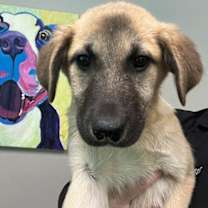 Thumbnail photo of Willow #2