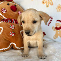 Thumbnail photo of March Gentry #1