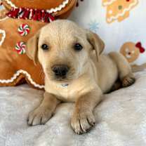 Thumbnail photo of March Gentry #2