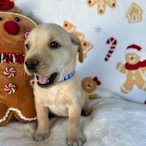 Thumbnail photo of March Gentry #3