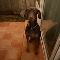 Thumbnail photo of Mylo #3