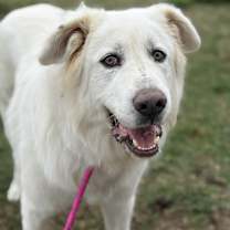 Thumbnail photo of Snirt #2