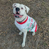 Thumbnail photo of Hercules the 3rd #1