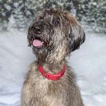 Thumbnail photo of Luna #1