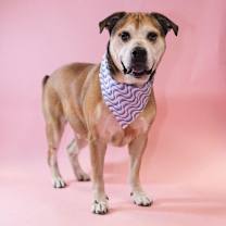 Thumbnail photo of Rosco #1