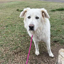 Thumbnail photo of Snirt #3