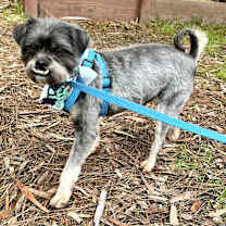 Thumbnail photo of PoinDexter #1