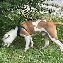 Thumbnail photo of Prince rohyale creech #3