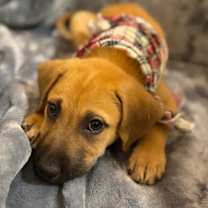 Thumbnail photo of Rocky 455 #4